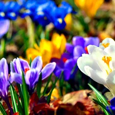 Spring, color, crocuses