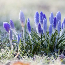 crocuses, Meadow, Spring, dew