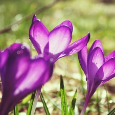 Spring, purple, crocuses