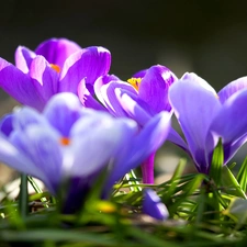 crocuses, Spring