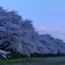 flourishing, viewes, Spring, trees