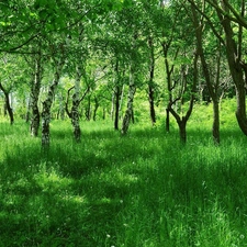 forest, grass, Spring, birch