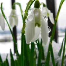 snowdrops, Spring