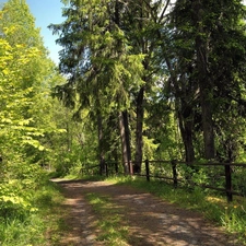 Spring, forest, Way