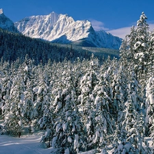 Mountains, Snowy, Spruces, winter