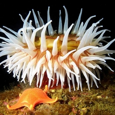 reef, anemone, starfish, coral