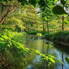 summer, forest, brook