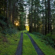 forest, Przebijające, sun, Path