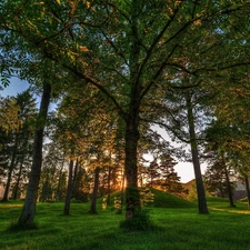 grass, viewes, sun, trees