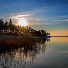 lake, east, sun, rushes