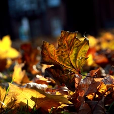 ligh, Leaf, flash, forest, Autumn, sun, luminosity