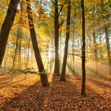 ligh, autumn, flash, Przebijające, forest, sun, luminosity