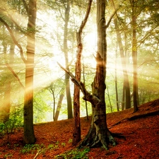 ligh, autumn, flash, Przebijaj?ce, forest, sun, luminosity