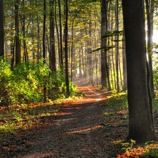 ligh, morning, flash, Przebijaj?ce, forest, sun, luminosity