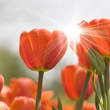ligh, Tulips, flash, Przebijaj?ce, Red, sun, luminosity
