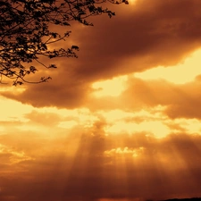 ligh, Sky, flash, Przebijające, trees, sun, luminosity