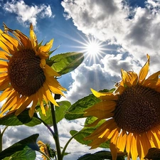 Flowers, rays, sun, Nice sunflowers