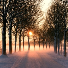 viewes, Way, sun, snow, Fog, trees