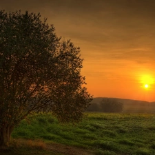 trees, west, sun, Meadow