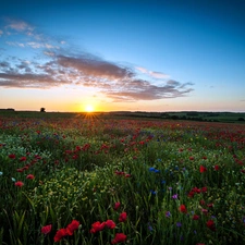 sun, Meadow, west