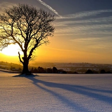 woods, trees, sun, winter, east, field