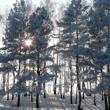 viewes, forest, sun, winter, rays, trees