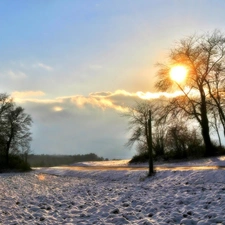 woods, Way, sun, winter, rays, field