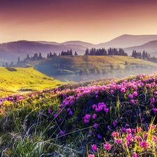 Meadow, Mountains, Sunrise, Flowers