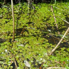 Frogbit, swamp