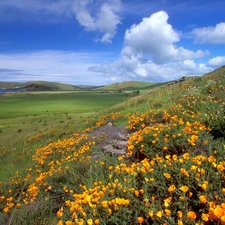 sea, Meadow, The Hills, Flowers