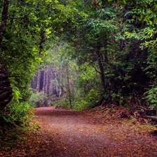 Leaf, Way, viewes, Bench, forest, trees, autumn