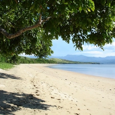 trees, sea, Beaches