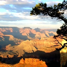 canyon, trees