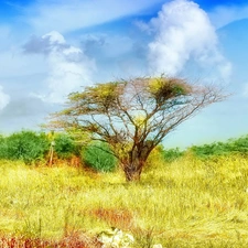 clouds, grass, trees, color