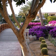 exotic, bridges, trees, Park