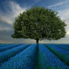 trees, lavender, Field