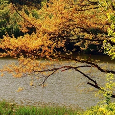 trees, River, forest