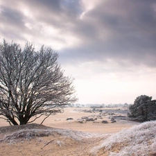 White frost, field, trees