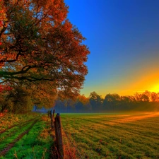 sun, field, viewes, rays, autumn, trees, Leaf