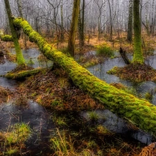 mossy, trees, marshland, fallen, forest