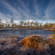 grass, White frost, trees, viewes, marshland