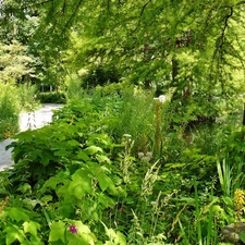 Park, Plants, trees, lane