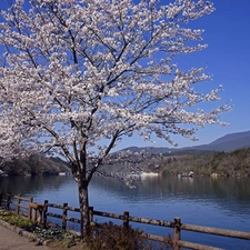 River, flourishing, trees, Mountains