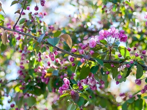 Spring, fruit, trees, flourishing