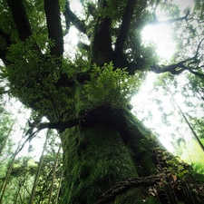 mossy, old, trees, forest, luminosity, shadow, sun, flash, ligh