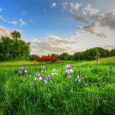 bridges, Meadow, trees, viewes, brook, Flowers