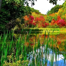 trees, viewes, rushes, Autumn, lake