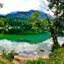 trees, viewes, lake, coast, Mountains