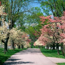 white, Park, trees, viewes, Pink, Spring