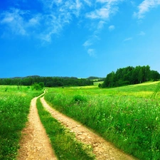 trees, viewes, Meadow, Path, Sky